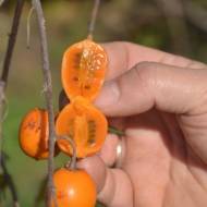 Саджанець Актинідія макросперма жіноча