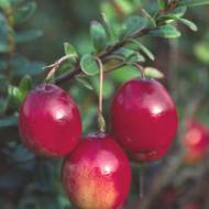 Саджанець Журавлина Макфарлін