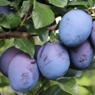 Саджанець Слива Топ енд плюс