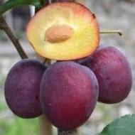 Саджанець Слива Вельвет Санрайз