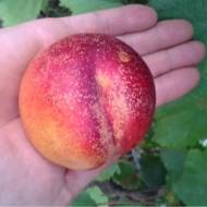 Саджанець Нектарин Медведівський