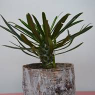 Пахіподіум