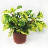 Пеперомія Грін Голд