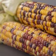 Кукуруза Вышиванка