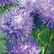 Астра Империя