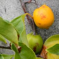 Саженец Актинидия макросперма женская