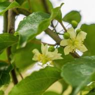 Саженец Актинидия макросперма мужская