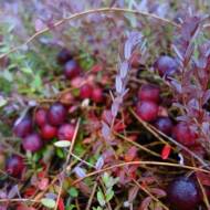 Саженец Клюква Макфарлин