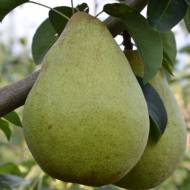 Саженец Груша Трембит