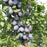 Саженец Слива Топ энд плюс