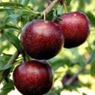 Саженец Слива Вельвет Санрайз