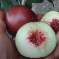 Саженец Нектарин Медведовский