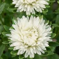 Айстра Івенус за 0,3 г