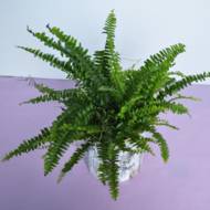 Нефролепіс Бостон