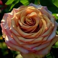 Троянда чайно-гібридна Маракеш