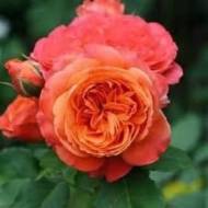 Троянда чайно-гібридна Емільян Гійо