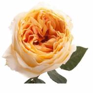 Троянда чайно-гібридна Карамель Антік