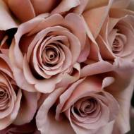 Троянда чайно-гібридна Кафе Латте