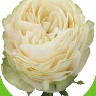 Троянда чайно-гібридна Пур Блонд