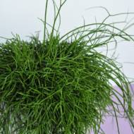 Рипсаліс мікс