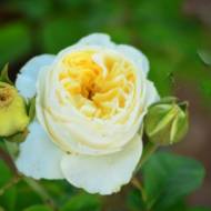 Троянда англійська Гайд Парк