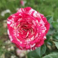 Троянда спрей Флеш Найт