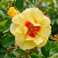 Троянда спрей Орієнта Ейлін