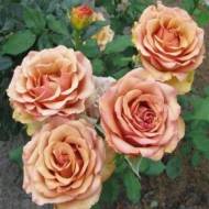 Роза чайно-гибридная Маракеш