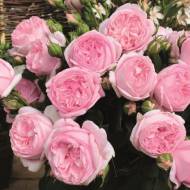 Роза чайно-гибридная Вояж