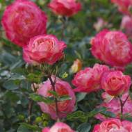 Роза чайно-гибридная Тукан