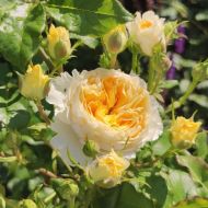 Роза английская Беатрис