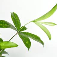 Драцена Суркулоза