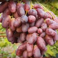 Саженец Виноград Красава