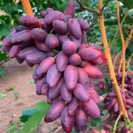 Саджанець виноград Зевс