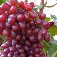 Саджанець виноград Щелкунчик