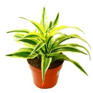 Драцена Лемон Лайм