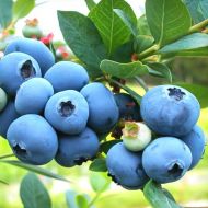 Саженец Голубика Блю Джей