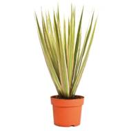 Драцена Біколор Копстек