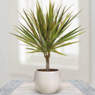 Драцена Біколор