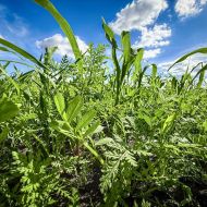 Суміш сидератів для картоплі Maxi Soil за 0,5 кг