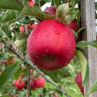 Саджанець Яблуня Боніта