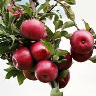 Саджанець Яблуня Маджестік