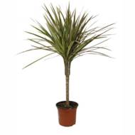 Драцена Маргіната