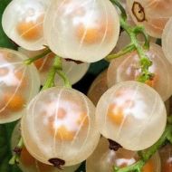 Саджанець Порічка біла Зітавія