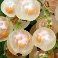 Саджанець Порічка біла Зітавія