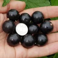 Саджанець Смородина Вечорниця