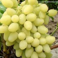 Саджанець Виноград Насолода