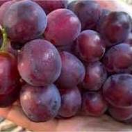 Саджанець Виноград Катюша