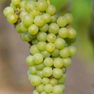 Саджанець Виноград винний Йоханітер