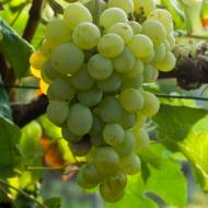 Саджанець Виноград універсальний Сенека